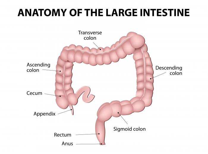 Anatomy of the large intestine