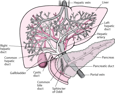 Overview of Cholestasis