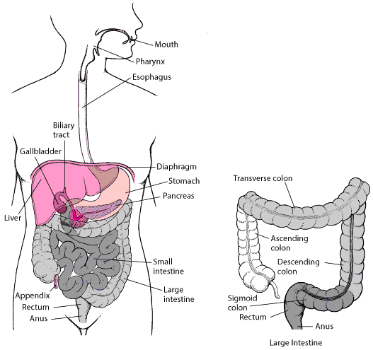 duodenum
