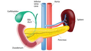 10 Essential Facts About Your Gallbladder